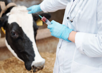 Georgia launches preventive vaccination against foot-and-mouth disease