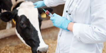 Georgia launches preventive vaccination against foot-and-mouth disease