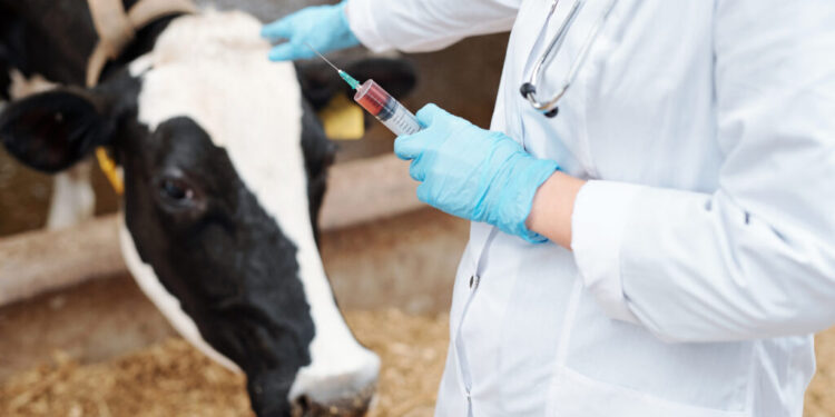 Georgia launches preventive vaccination against foot-and-mouth disease