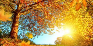 Emergency Management Service urges high civic responsibility amid dry weather conditions