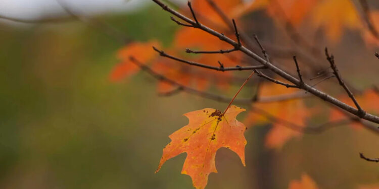 Warm and mostly dry weather expected across Georgia through November 11