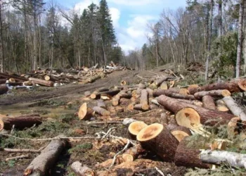 Imereti forest officers bust illegal red list chestnut logging in Chiatura
