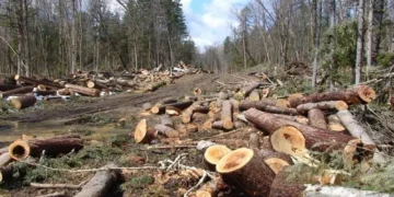 Imereti forest officers bust illegal red list chestnut logging in Chiatura