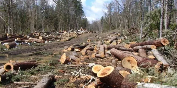 Imereti forest officers bust illegal red list chestnut logging in Chiatura