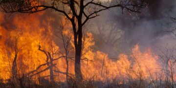 Multiple forest fire hotspots reported across Georgia