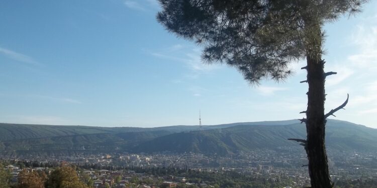 Tbilisi expands forest restoration to 11 hectares in Nadzaladevi