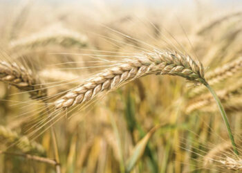 Georgia’s wheat culture nears UNESCO heritage status