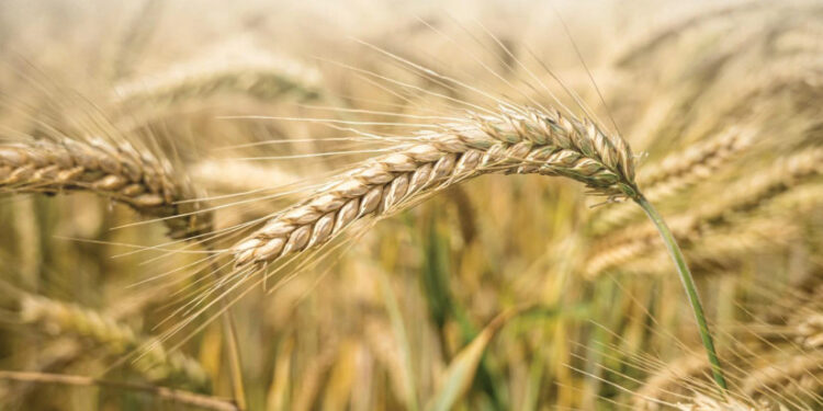 Georgia’s wheat culture nears UNESCO heritage status