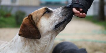 Over 9,100 stray animals managed under population control program