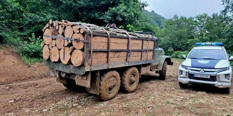 Georgia detected four cases of illegal logging and timber transport this August. Source: FB