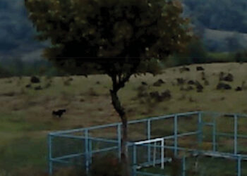 A still from the film