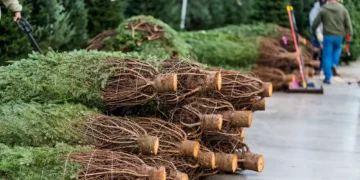 Authorities warn of heavy fines for illegal cutting of coniferous trees