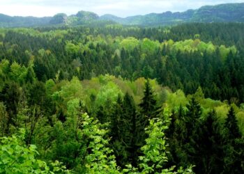 Georgia updates forest status in Oni and Telavi following land inventory