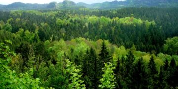 Georgia updates forest status in Oni and Telavi following land inventory