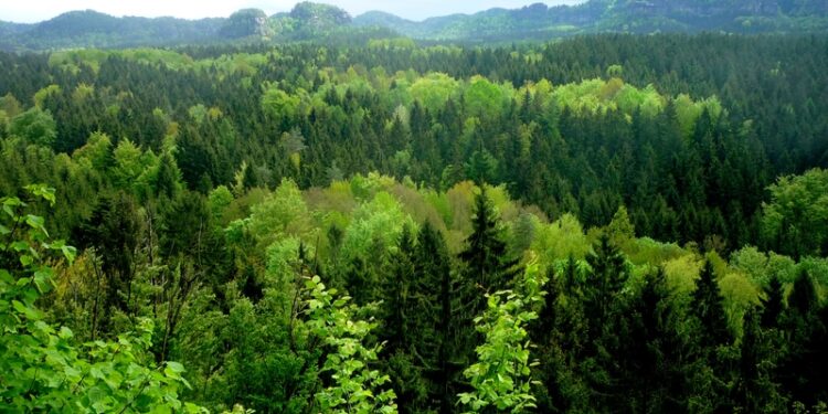 Georgia updates forest status in Oni and Telavi following land inventory
