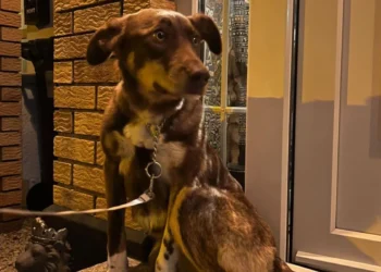 Rescued in Georgia, lost again: Search for a dog saved by Dublin couple