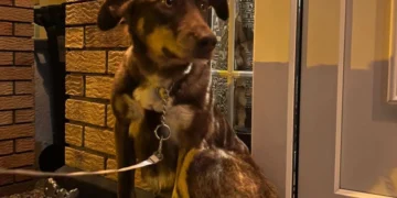 Rescued in Georgia, lost again: Search for a dog saved by Dublin couple