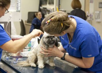 National Food Agency inspects nearly 700 veterinary facilities in Georgia
