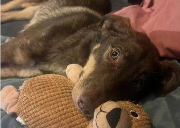 Georgian rescue puppy Hailey survives 46 days alone before dramatic discovery near Dublin home