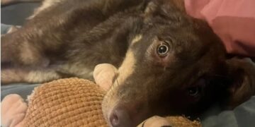 Georgian rescue puppy Hailey survives 46 days alone before dramatic discovery near Dublin home