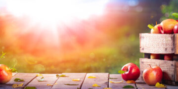 Georgia plans sectoral council to support apple producers