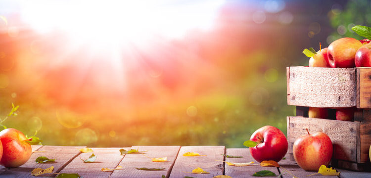 Georgia plans sectoral council to support apple producers