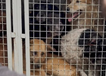 Stray dogs removed from Zugdidi, activists fear they will not be returned