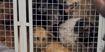 Stray dogs removed from Zugdidi, activists fear they will not be returned