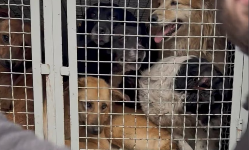 Stray dogs removed from Zugdidi, activists fear they will not be returned