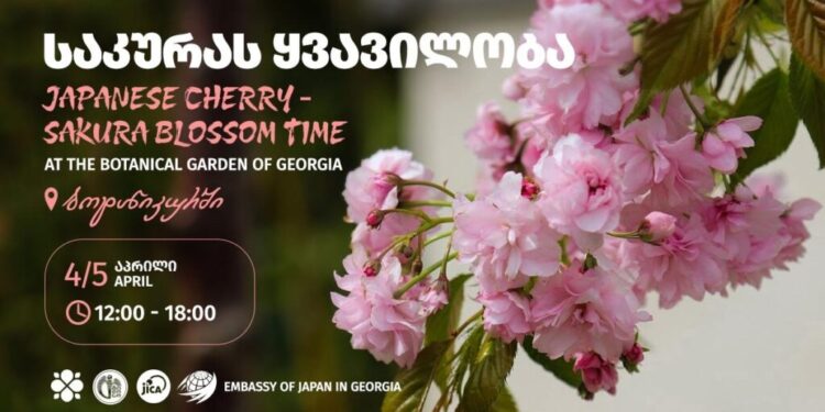 Tbilisi Botanical Garden to host Sakura blossom festival on April 4–5