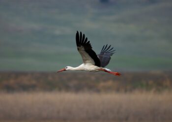 Becoming the Forest: How Georgia’s Wildlife Photographers Capture the Wild