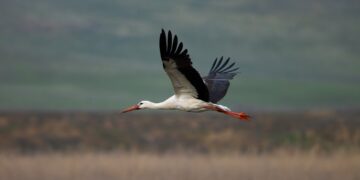 Becoming the Forest: How Georgia’s Wildlife Photographers Capture the Wild