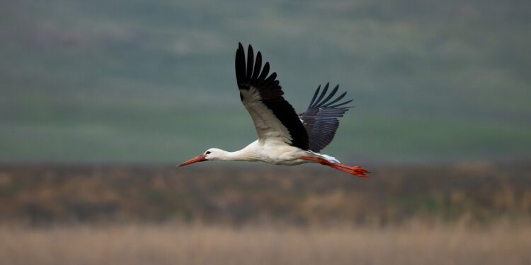 Becoming the Forest: How Georgia’s Wildlife Photographers Capture the Wild