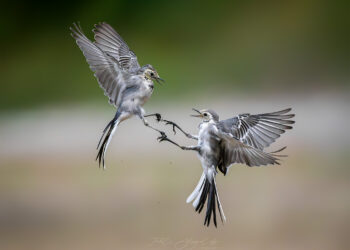 Georgian wildlife photographer named among Europe’s top 10 in FEP Awards