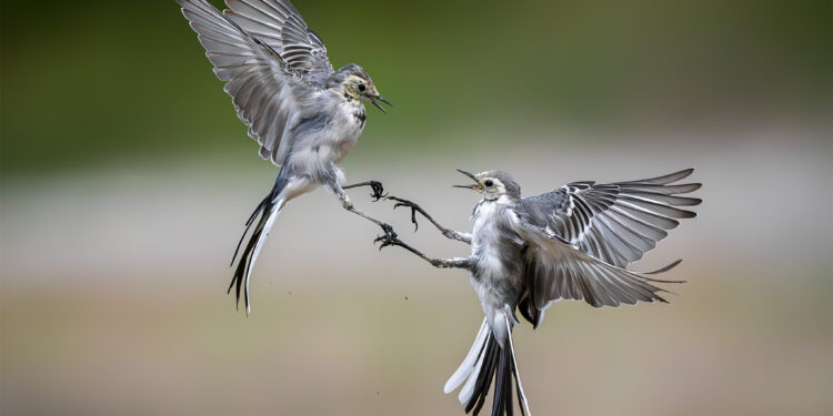 Georgian wildlife photographer named among Europe’s top 10 in FEP Awards