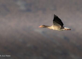 Government proposes expansion of Gardabani nature reserve