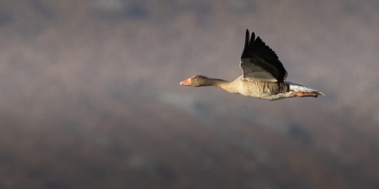 Government proposes expansion of Gardabani nature reserve