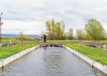 A Georgian fish farm. Source: FAO Georgia