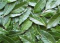 Bay leaf exports up 86% in Q1 2026