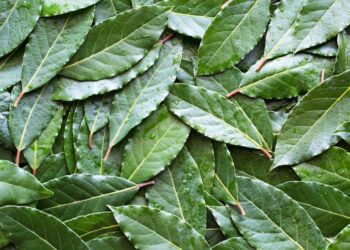 Bay leaf exports up 86% in Q1 2026