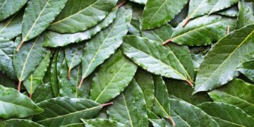 Bay leaf exports up 86% in Q1 2026