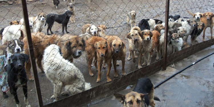 Dogs at the Gori dog shelter. Source: GSPSA