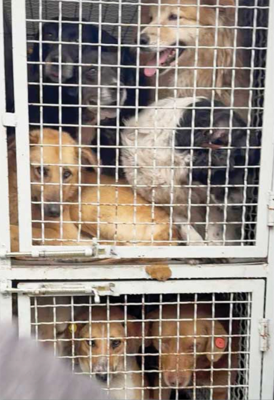 Dogs rounded up in Zugdidi. Source: Zero Strays Georgia