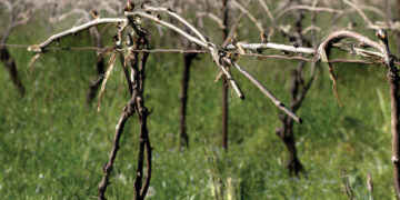 Grapevines in Kakheti. Photo by the author