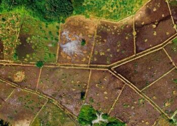 Georgia’s land market sees rising demand and price growth