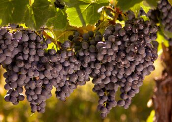 Vineyard permits to affect up to 100 producers