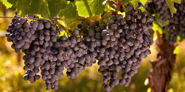 Vineyard permits to affect up to 100 producers
