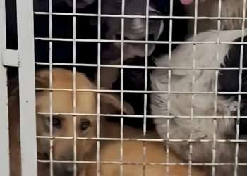 Int’l Animal Protection Organization raises concerns over stray animal management in Georgia