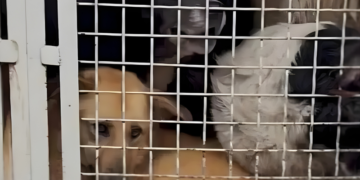 Int’l Animal Protection Organization raises concerns over stray animal management in Georgia