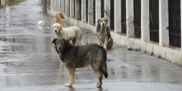 National Food Agency announces schedule for dog overpopulation management program